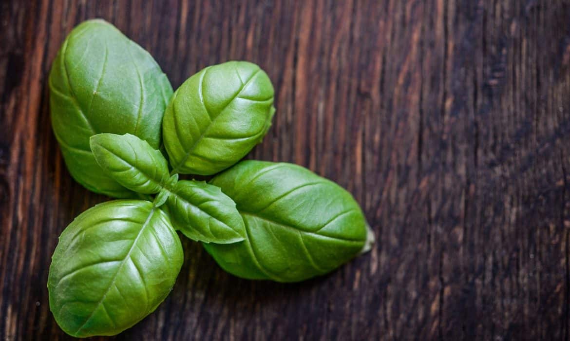 Comment congeler du basilic ? Mon Blog Déco