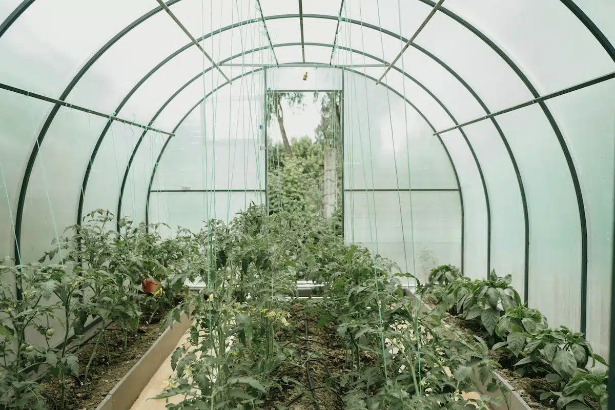 serre agricole