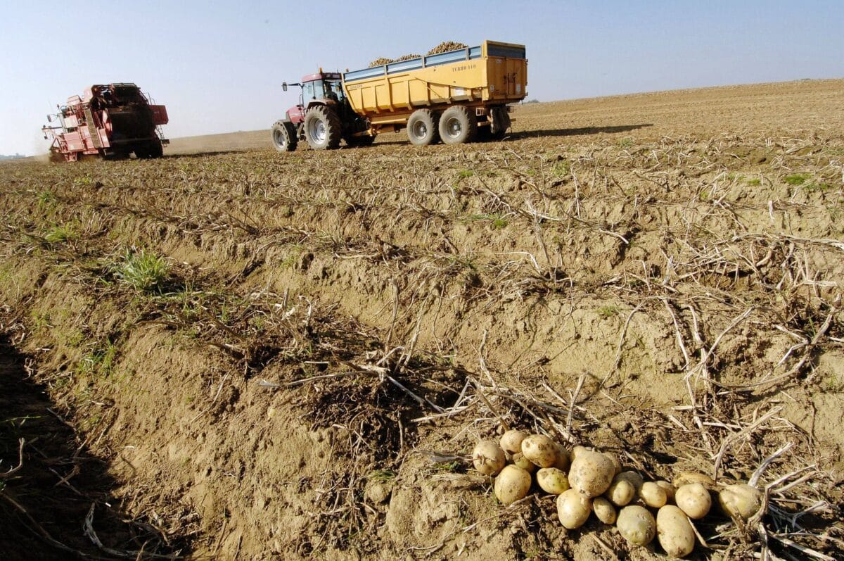 La récolte des pommes de terre : guide pour savoir quand les récolter