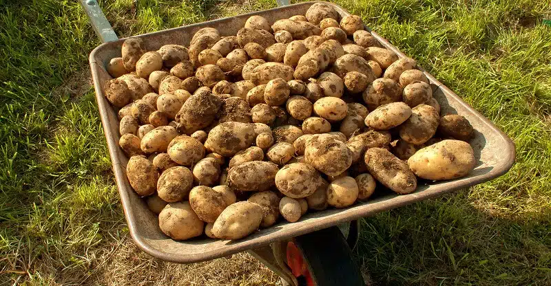 La récolte des pommes de terre : guide pour savoir quand les récolter