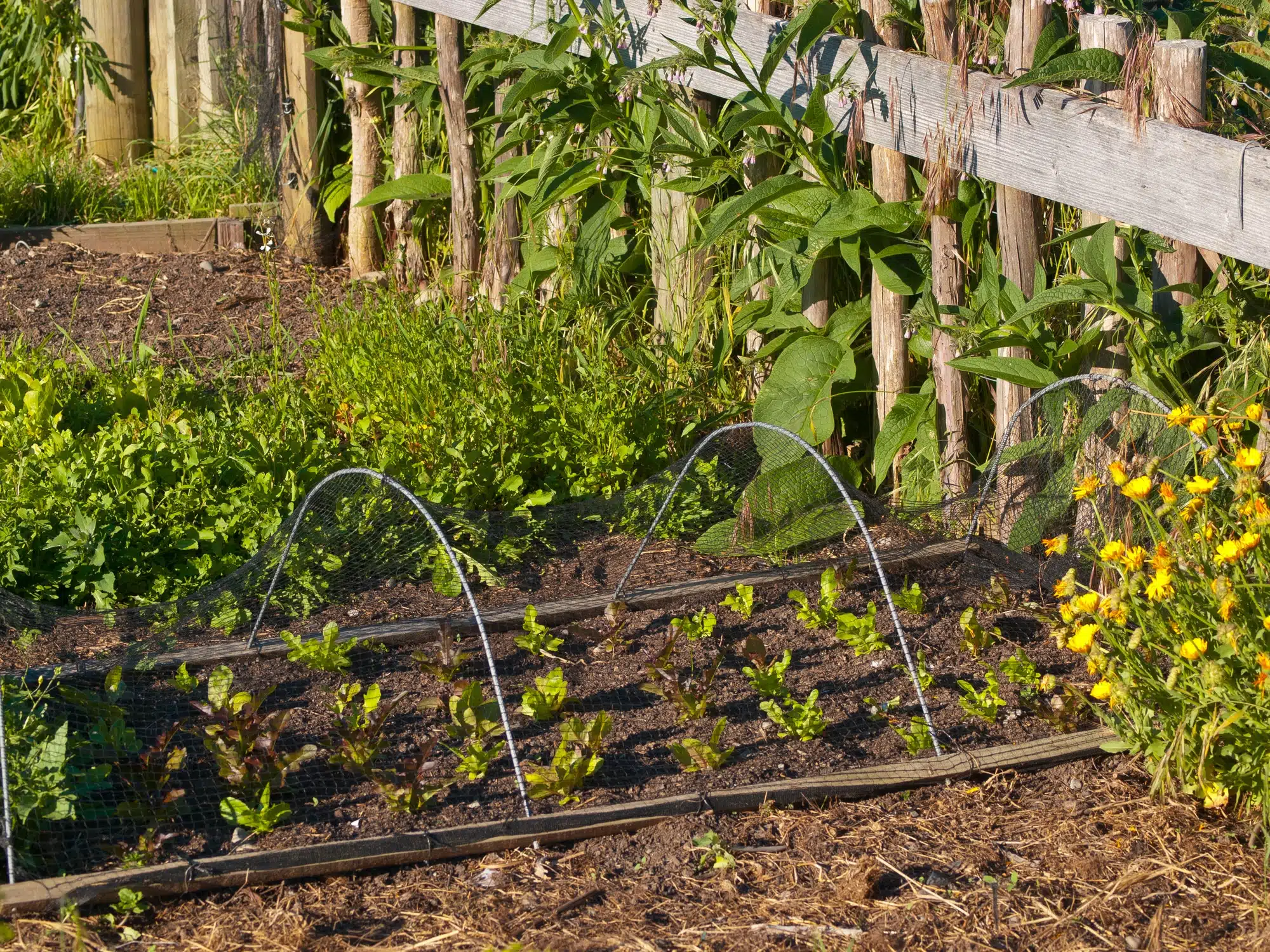 arroser son potager en permaculture