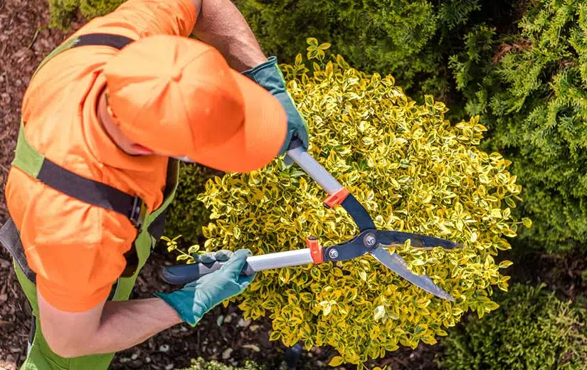 ce qu’il faut pour entretenir votre jardin