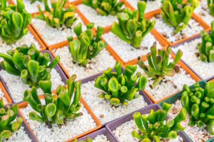 Le carré potager de permaculture : une solution idéale pour cultiver efficacement chez soi