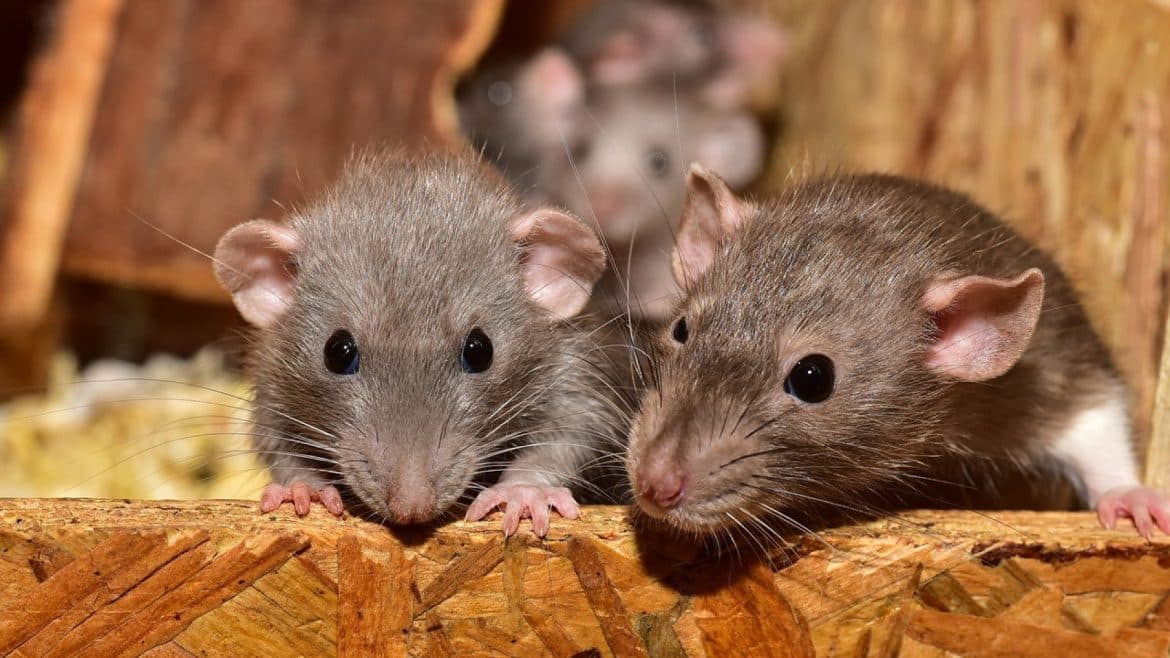 Ne laissez pas les rats envahir votre quotidien, faites appel à un spécialiste !
